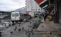 Rize Şehir Görselleri